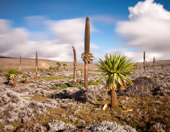 Bale Mountain Trekking 7 – Days