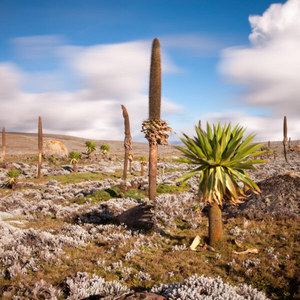 Bale Mountain Trekking 7 – Days
