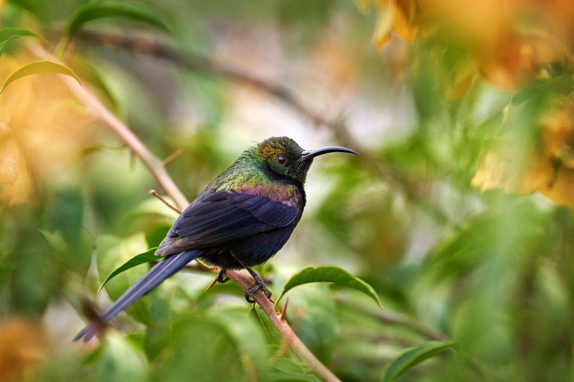 Bird Watching Adventure 7 Days