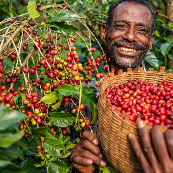 Ethiopian Coffee Tour - 12 Days